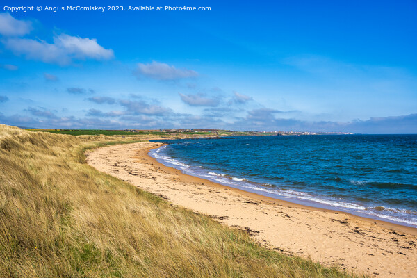 Golden sands of the Fife coast of Scotland Picture Board by Angus McComiskey