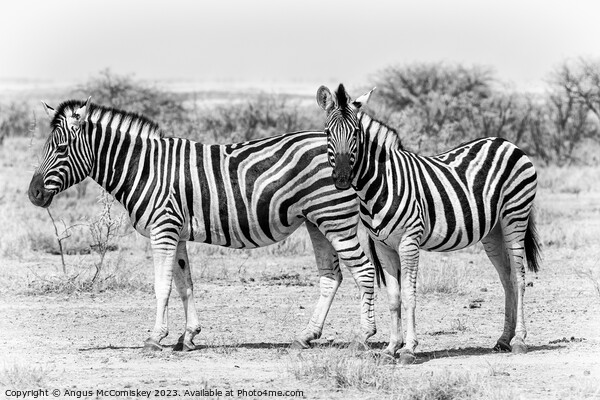 Zebra family Etosha National Park, Namibia Picture Board by Angus McComiskey
