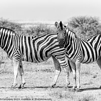 Buy canvas prints of Zebra family Etosha National Park, Namibia by Angus McComiskey