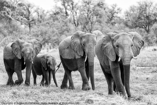 Elephants leaving river in Okavango Delta Botswana Picture Board by Angus McComiskey
