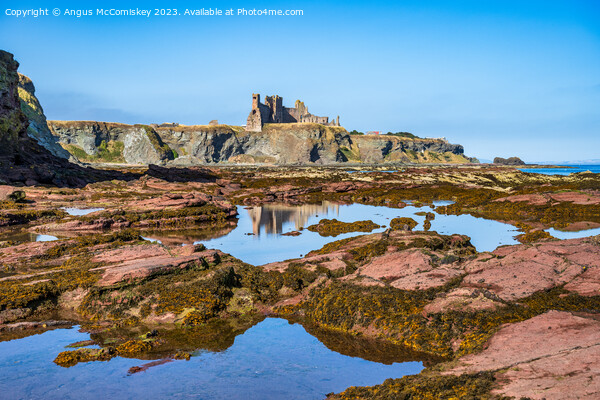 Tantallon Castle and rock pools, East Lothian Picture Board by Angus McComiskey