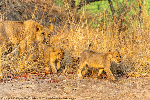 Lioness with cubs Zambia Picture Board by Angus McComiskey