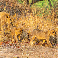 Buy canvas prints of Lioness with cubs Zambia by Angus McComiskey