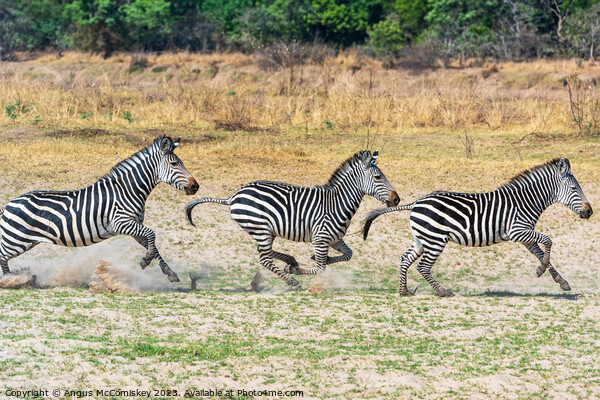 Galloping zebras Zambia Picture Board by Angus McComiskey
