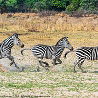 Buy canvas prints of Galloping zebras Zambia by Angus McComiskey