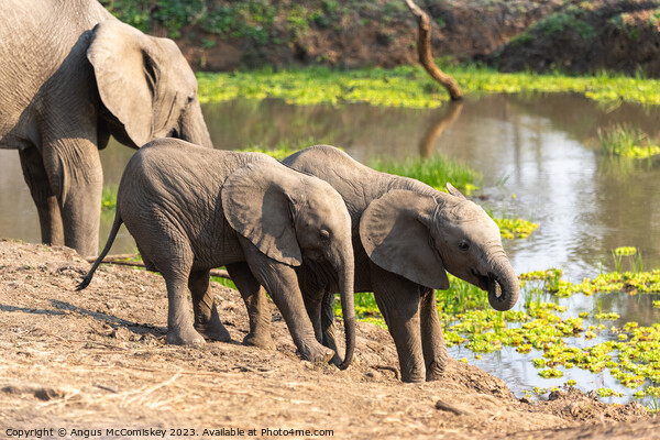 Baby elephants drinking Zambia Picture Board by Angus McComiskey