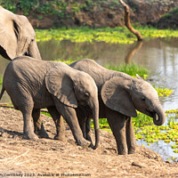 Buy canvas prints of Baby elephants drinking Zambia by Angus McComiskey