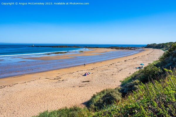 Golden sands of Seacliff Beach, East Lothian Picture Board by Angus McComiskey