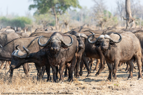 Curious cape buffalo, Zambia Picture Board by Angus McComiskey