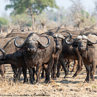 Buy canvas prints of Curious cape buffalo, Zambia by Angus McComiskey