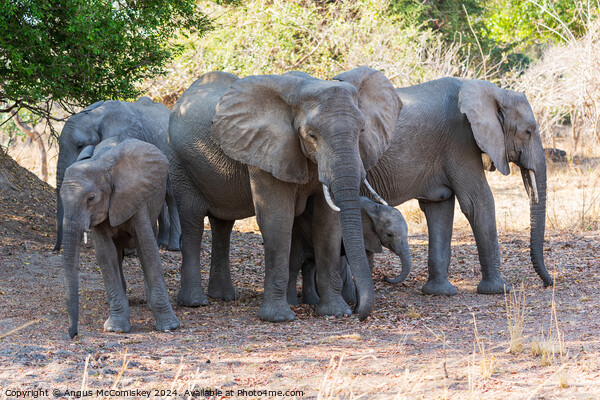 Family group of African elephants, Zambia Picture Board by Angus McComiskey