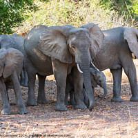 Buy canvas prints of Family group of African elephants, Zambia by Angus McComiskey