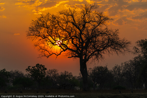 African sunset, Zambia Picture Board by Angus McComiskey
