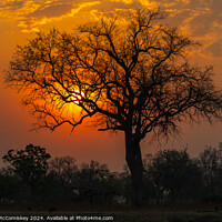 Buy canvas prints of African sunset, Zambia by Angus McComiskey