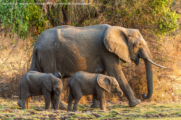 Female African elephant with calves, Zambia Picture Board by Angus McComiskey