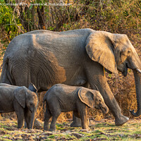 Buy canvas prints of Female African elephant with calves, Zambia by Angus McComiskey