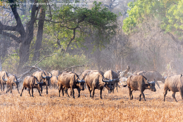 Cape buffalo on the move in Zambia Picture Board by Angus McComiskey