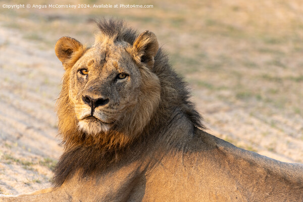 King of the pride, a proud male lion, Zambia Picture Board by Angus McComiskey