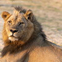 Buy canvas prints of King of the pride, a proud male lion, Zambia by Angus McComiskey