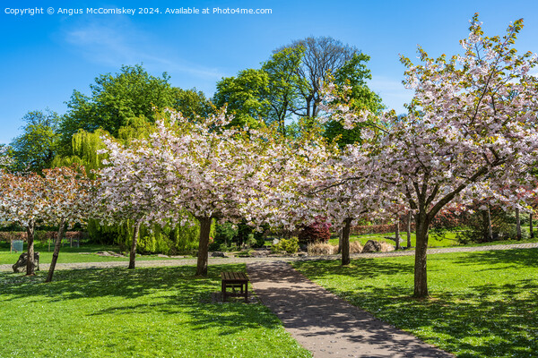 Cherry blossom in Lauriston Castle Japanese Garden Picture Board by Angus McComiskey
