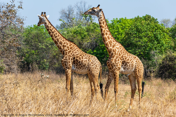 A pair of male Thornicroft's giraffes, Zambia Picture Board by Angus McComiskey