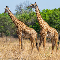 Buy canvas prints of A pair of male Thornicroft's giraffes, Zambia by Angus McComiskey