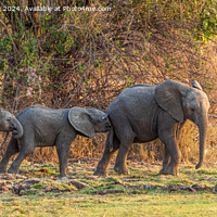 Buy canvas prints of Follow my leader - African elephant calves Zambia by Angus McComiskey