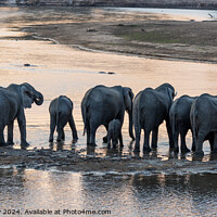 Buy canvas prints of African elephant herd drinking at sunset, Zambia by Angus McComiskey