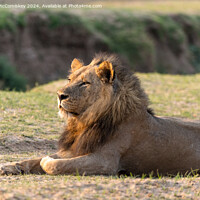 Buy canvas prints of Majestic male lion at sunrise, Zambia by Angus McComiskey