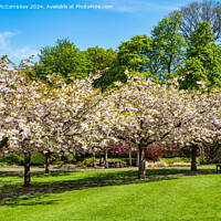 Buy canvas prints of Cherry blossom in Lauriston Castle Japanese Garden by Angus McComiskey