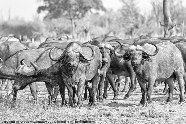 Curious cape buffalo, Zambia (black and white) Picture Board by Angus McComiskey