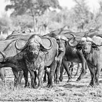 Buy canvas prints of Curious cape buffalo, Zambia (black and white) by Angus McComiskey