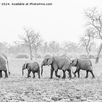 Buy canvas prints of Herd of African elephants on the move in Zambia by Angus McComiskey