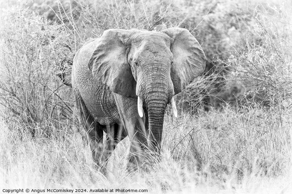 African bull elephant in grassland, Zambia Picture Board by Angus McComiskey