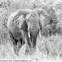Buy canvas prints of African bull elephant in grassland, Zambia by Angus McComiskey