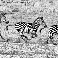 Buy canvas prints of Galloping zebras Zambia (black and white) by Angus McComiskey