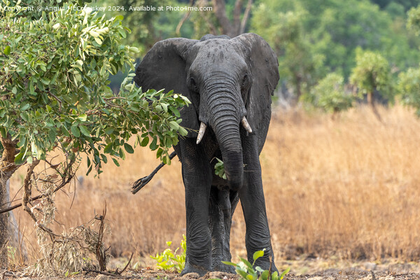 African bull elephant browsing leaves in Zambia Picture Board by Angus McComiskey