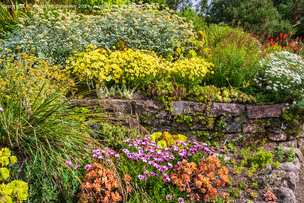 Summer flowers, Inverewe Garden, Poolewe, Scotland Picture Board by Angus McComiskey