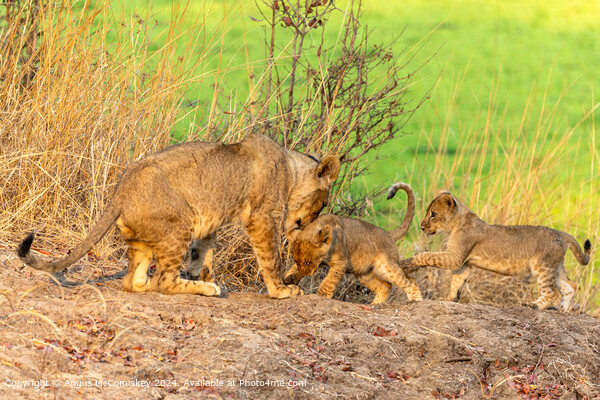 Lioness playing with cubs, Zambia Picture Board by Angus McComiskey