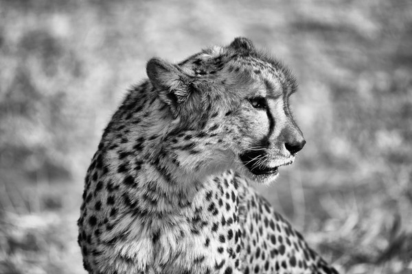 Portrait of a cheetah sitting, Namibia Picture Board by Angus McComiskey
