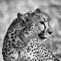Buy canvas prints of Portrait of a cheetah sitting by Angus McComiskey