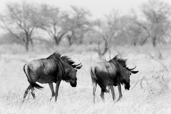 Wildebeest disappearing into bush, Namibia Picture Board by Angus McComiskey