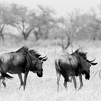 Buy canvas prints of Wildebeest disappearing into bush by Angus McComiskey