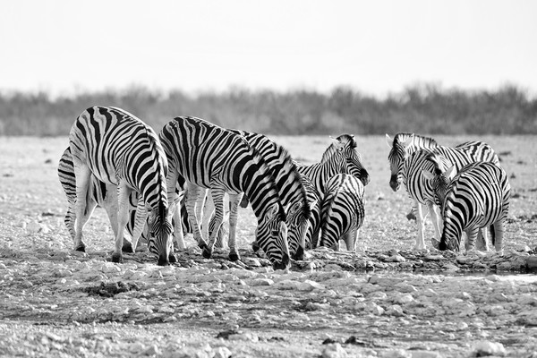 Herd of Burchell's zebra drinking at waterhole Picture Board by Angus McComiskey