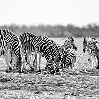 Buy canvas prints of Herd of Burchell's zebra drinking at waterhole by Angus McComiskey