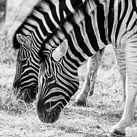Buy canvas prints of Zebras grazing by Angus McComiskey