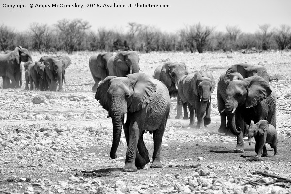 African elephants with young approaching waterhole Picture Board by Angus McComiskey