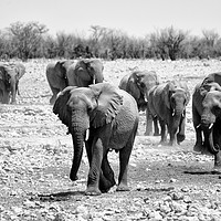 Buy canvas prints of African elephants with young approaching waterhole by Angus McComiskey