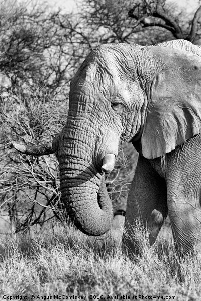 Solitary bull elephant feeding, Namibia Picture Board by Angus McComiskey