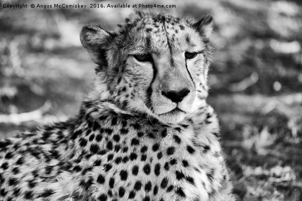 Cheetah sitting, Namibia Picture Board by Angus McComiskey